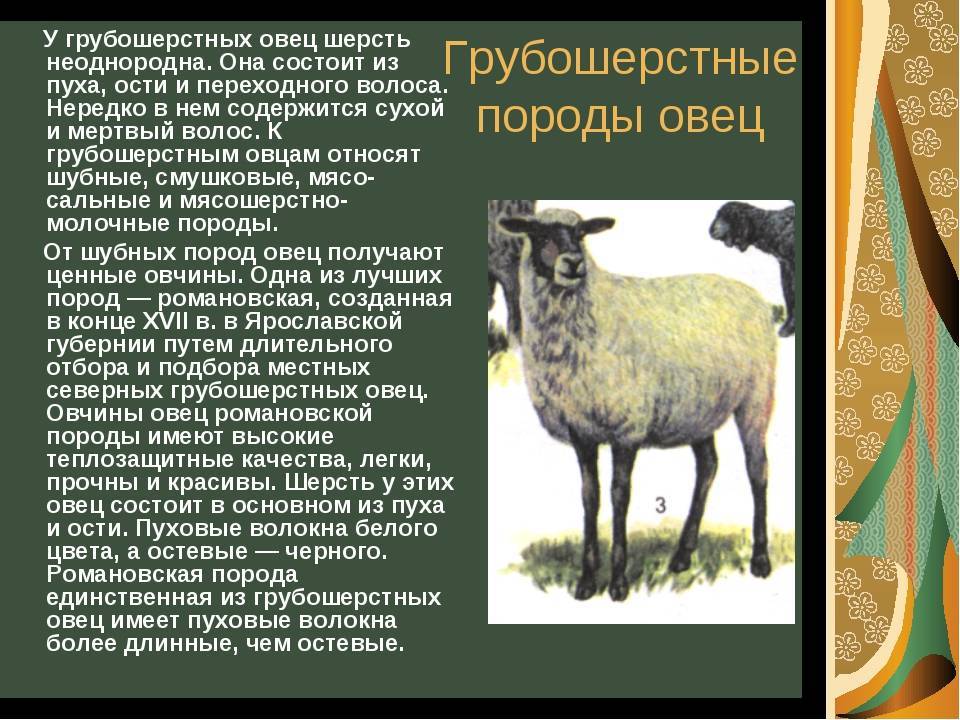 Практическое руководство по кормлению и содержанию романовских овец. опыт «юрьевского»