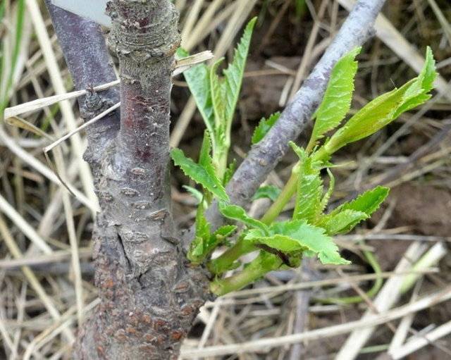 Что делать, если деревья плохо перезимовали