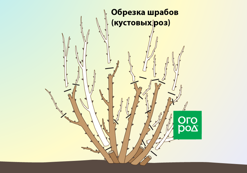 Обрезка канадских роз весной схема