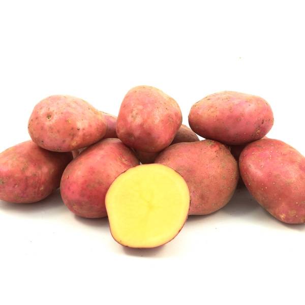 Эволюшн: описание семенного сорта картофеля, характеристики, агротехника