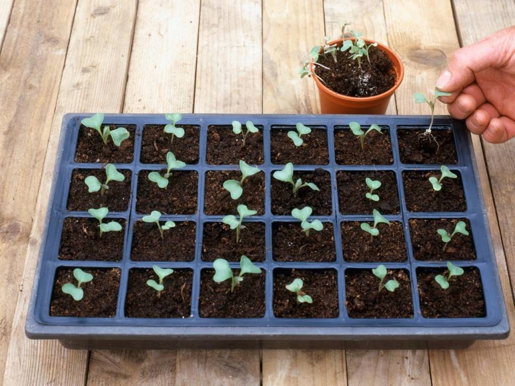 Когда сажать рассаду капусты брокколи? способы посадки и правила выращивания рассады капусты брокколи дома - секреты садоводов