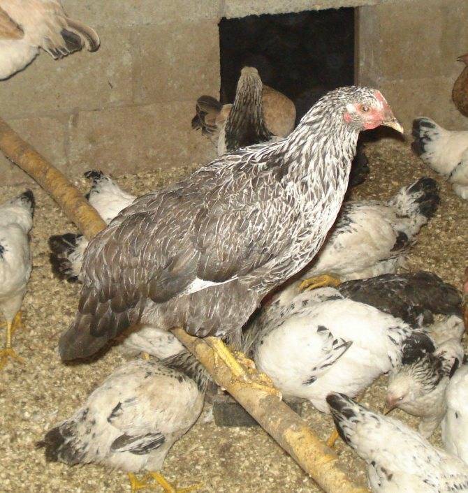 Котляревская порода кур: описание с фото и видео