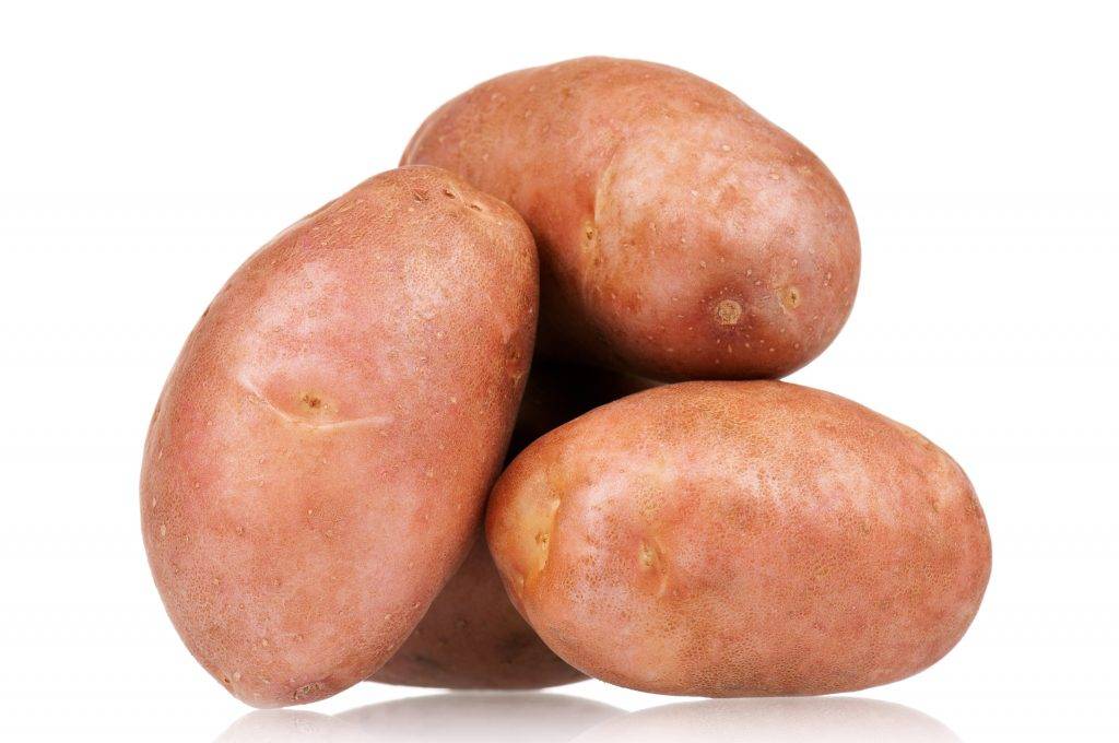 Описание картофеля сынок - мыдачники