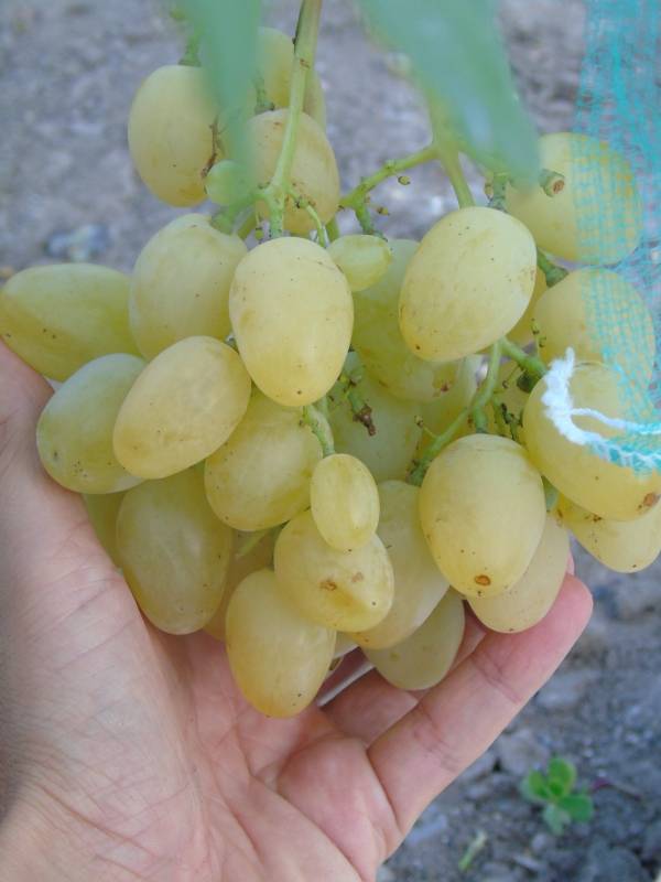 Виноград спонсор описание сорта фото отзывы. виноград «спонсор» — белый столовый гибрид