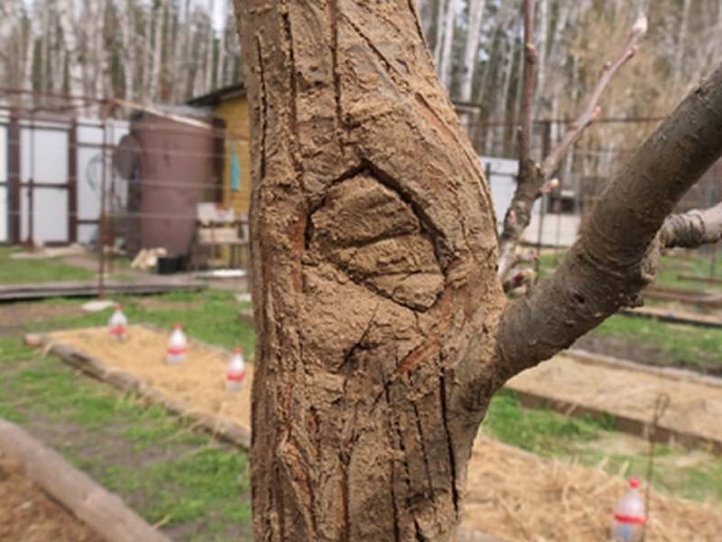 Как и какую глину можно использовать для лечения деревьев? / асиенда.ру