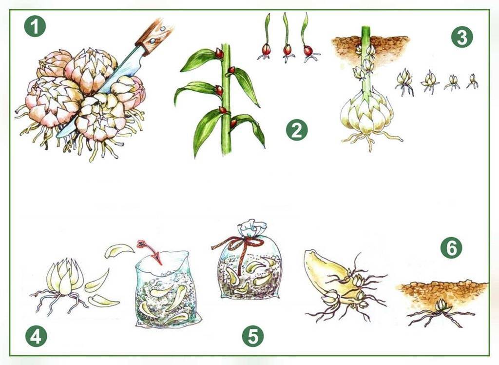 Размножение луковицами рисунок