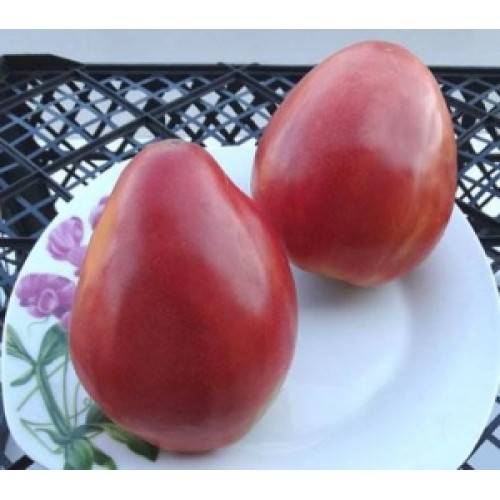 Лиановидные сорта томатов: африканская лиана, розовая, подсинская и сибирская