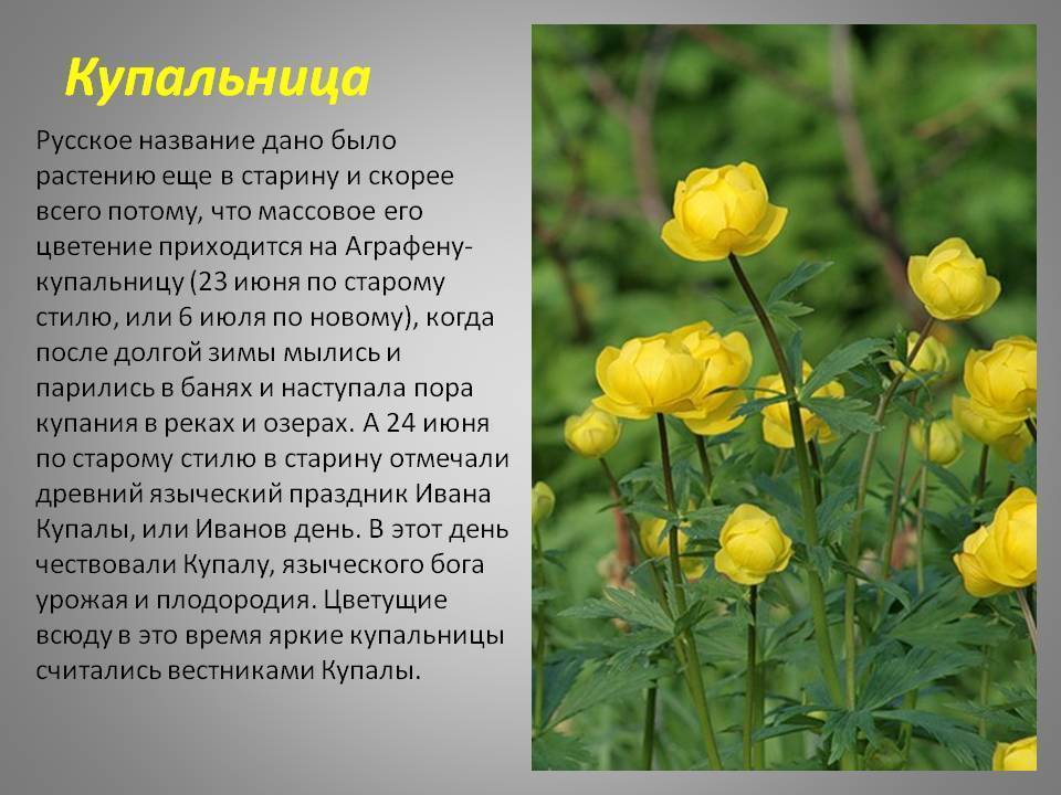 Краткое описание фото. Купальница описание. Купальница описание растения. Купальница краткое описание. Купальница красная книга.