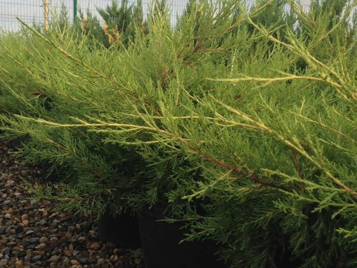 Можжевельник китайский куривао голд — juniperus chinensis kuriwao gold