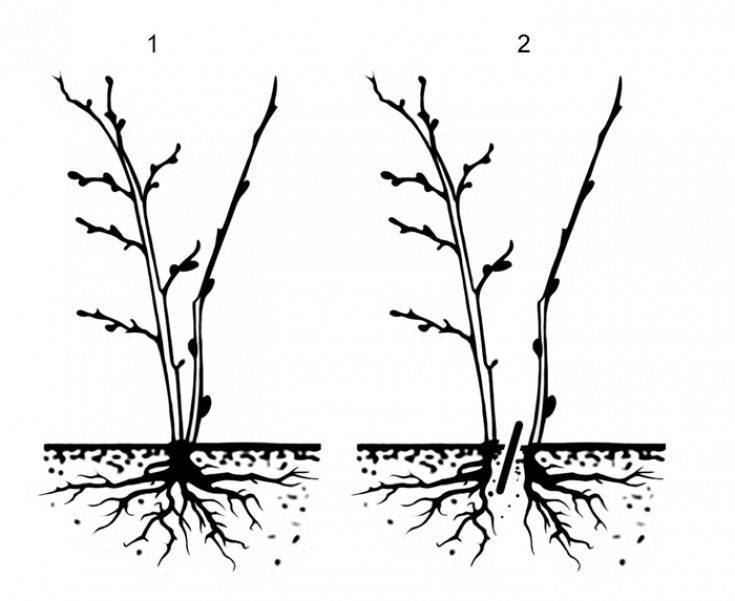 Как размножается черноплодная рябина: способы размножения черноплодной рябины, пошаговая инструкция с фото