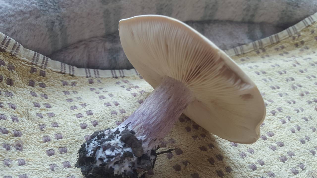 Как выглядит гриб синеножка, и что из него можно приготовить?