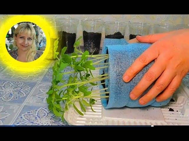 Выращивание рассады в пеленках и улитках