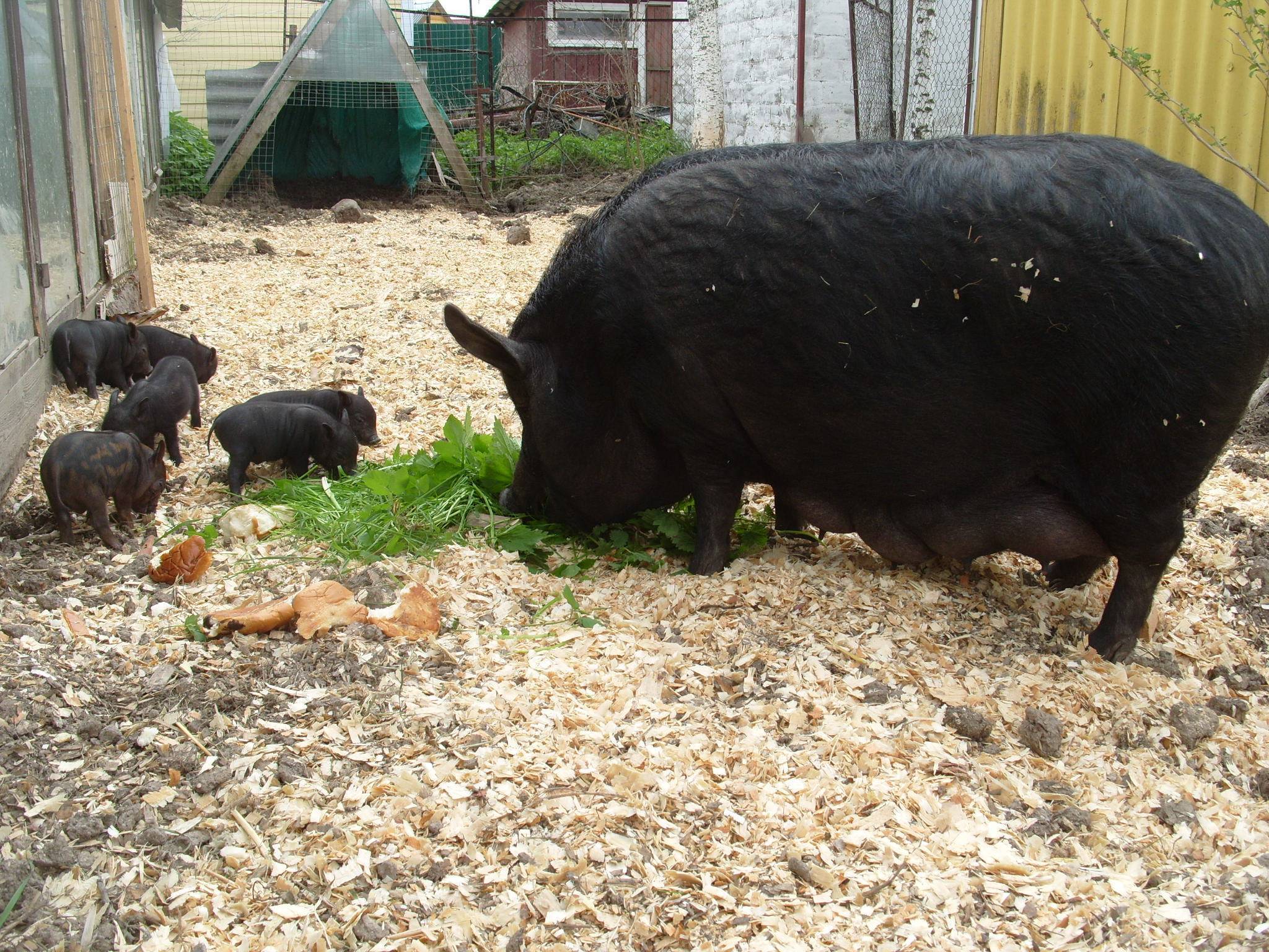 Кармалы порода свиней фото, характеристики и советы по уходу