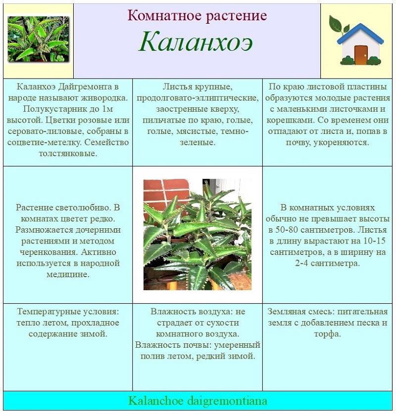 Опишите особенности растений каланхоэ