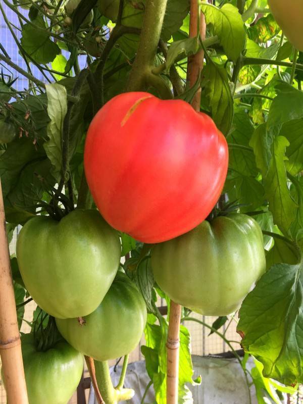 Томат вова путин: характеристика и описание сорта, фото куста и отзывы об урожайности помидоров