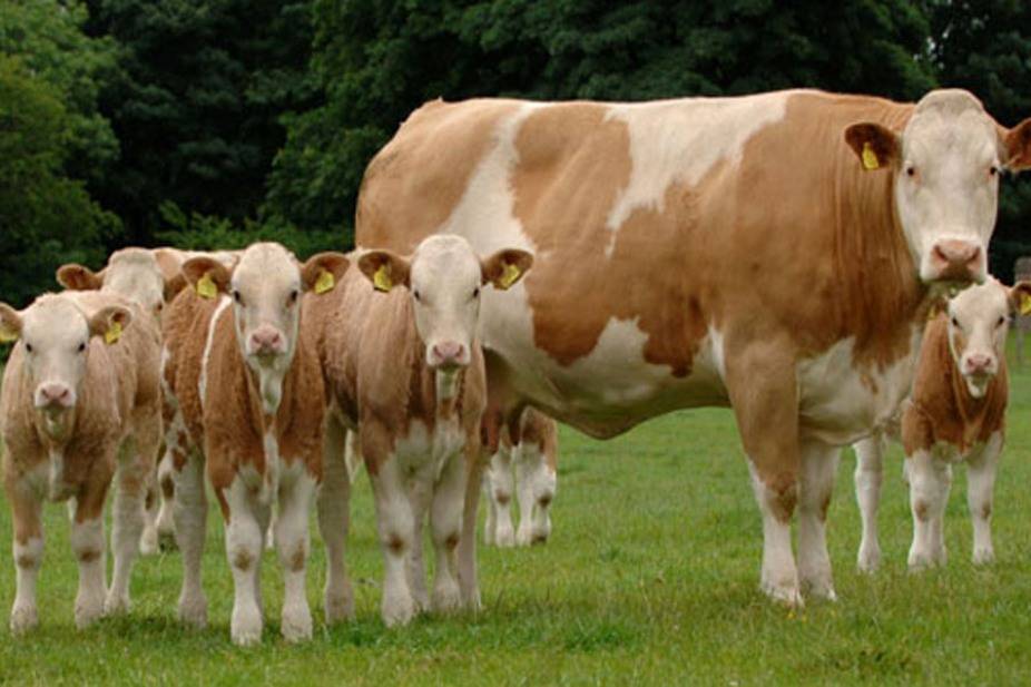 Симментальская порода коров: характеристика, плюсы и минусы
