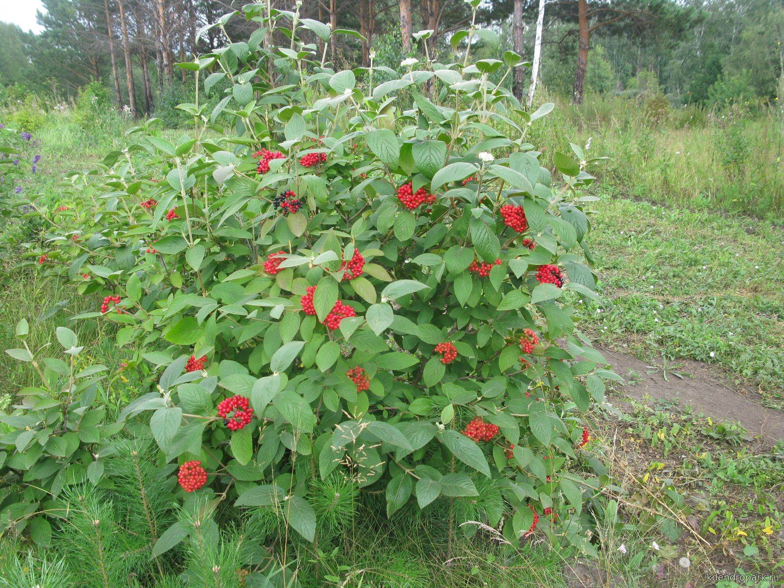 Калина
