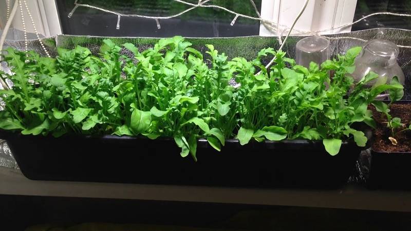 Как вырастить рукколу дома на подоконнике из семян
