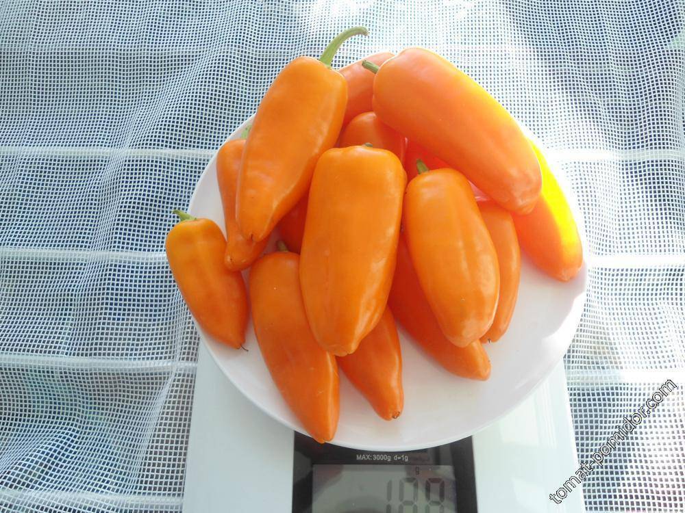 Семена перец сладкий f1 желтый апельсин: описание сорта, фото