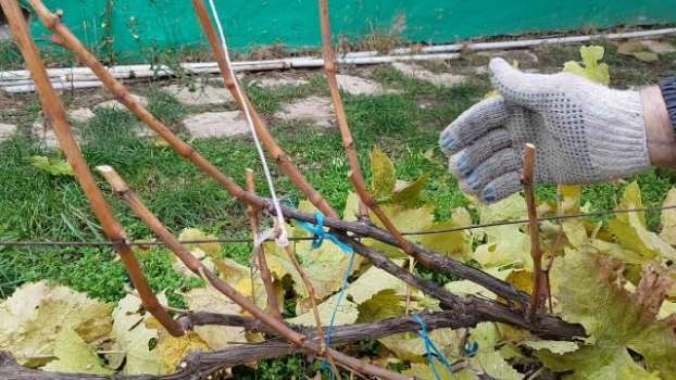 Обрезка и укрытие винограда осенью