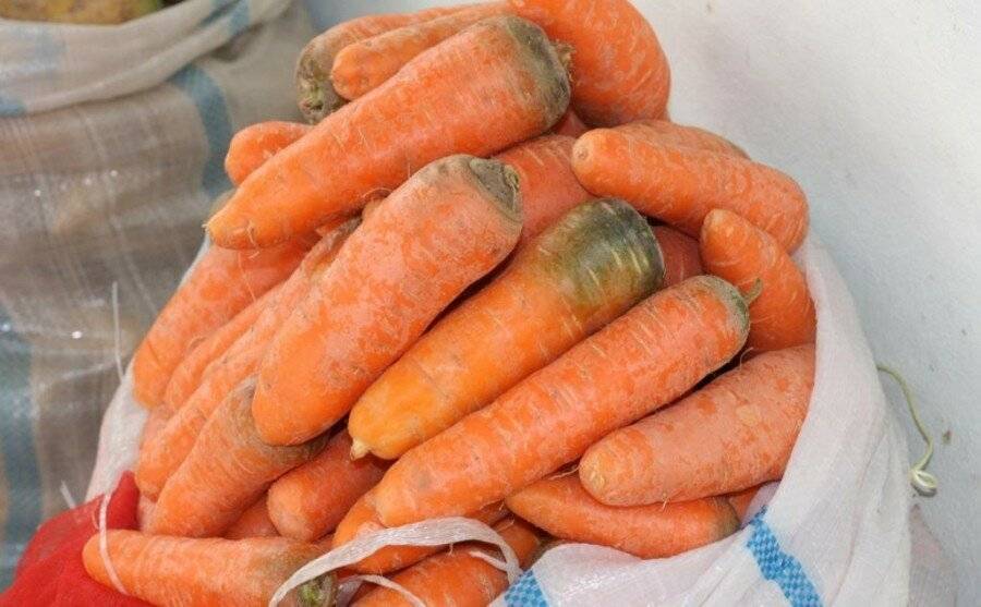 Морковная палитра — о разноцветной моркови. фото — ботаничка