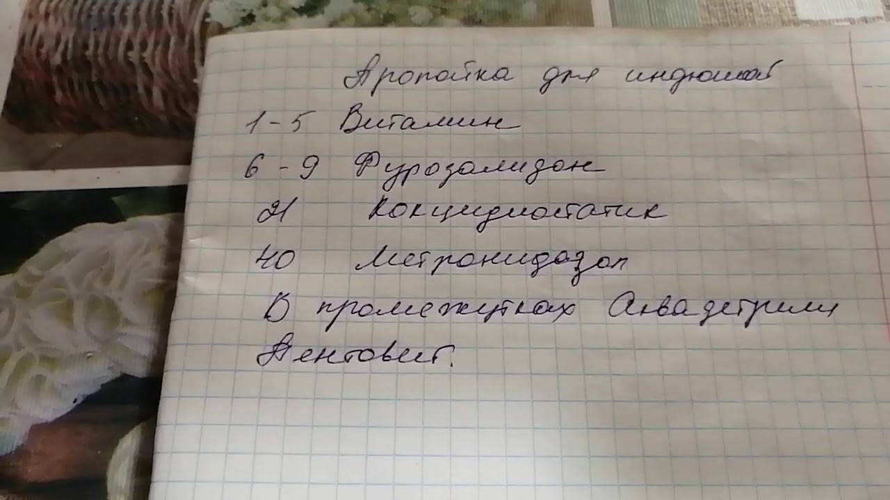 Схема пропаивания бройлеров в домашних условиях