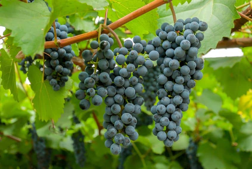 Виноград таежный: описание сорта