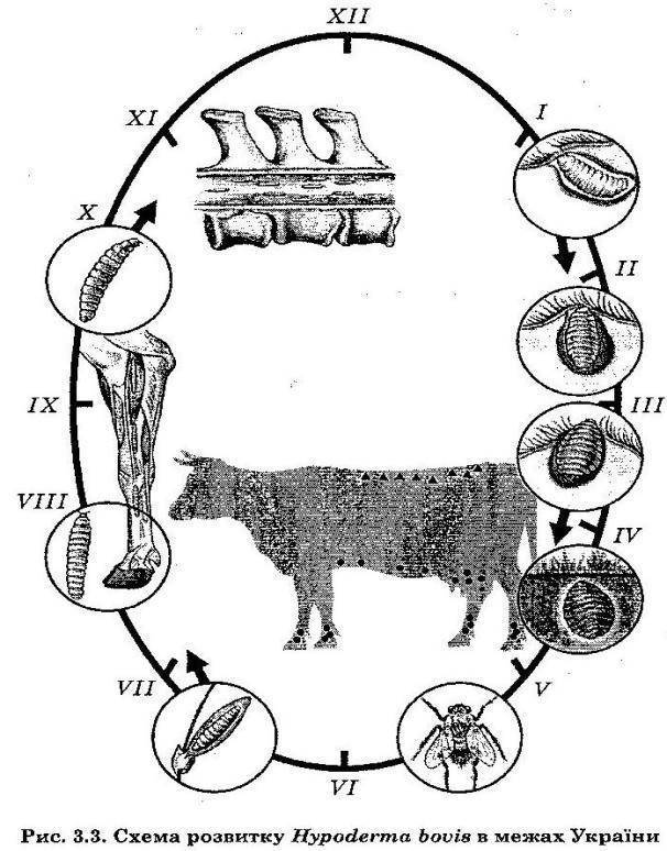 Цикл развития полостного овода схема