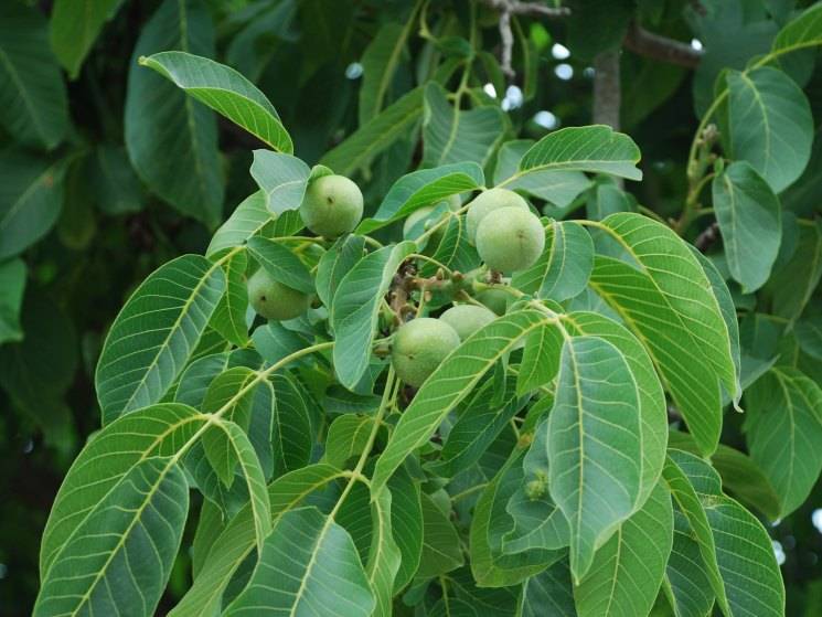 Чем полезны листья грецкого ореха и как их применять