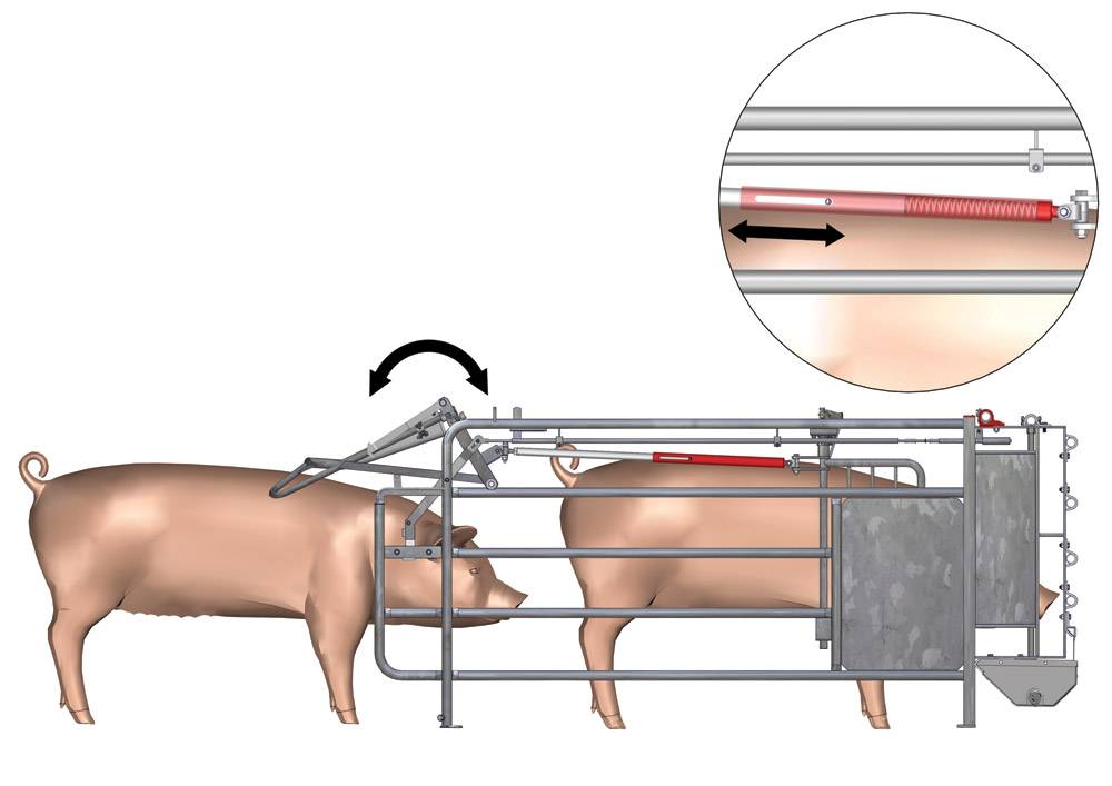 Об искусственном осеменении свиней