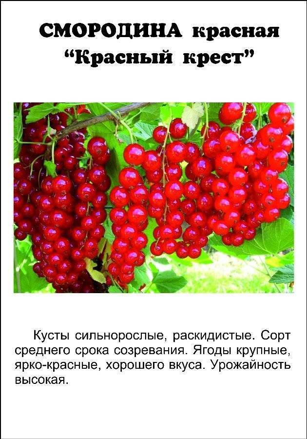Смородина красная сахарная - описание сорта + фото и отзывы