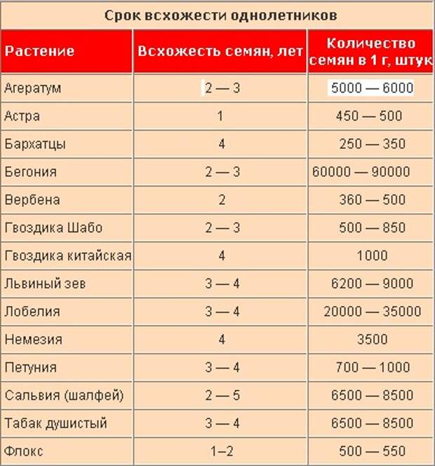 Как и чем обрабатывать семена моркови перед посадкой в открытый грунт