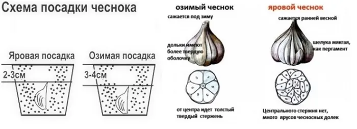 Схема посадки чеснока под зиму