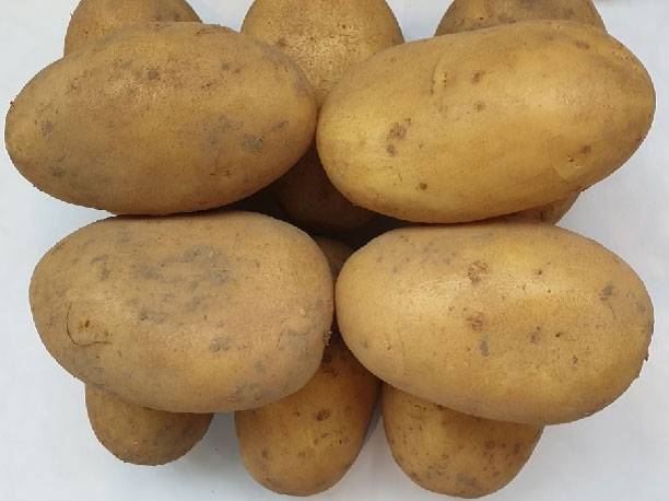 Характеристики сорта картофеля «королева анна» — выращивание и отзывы