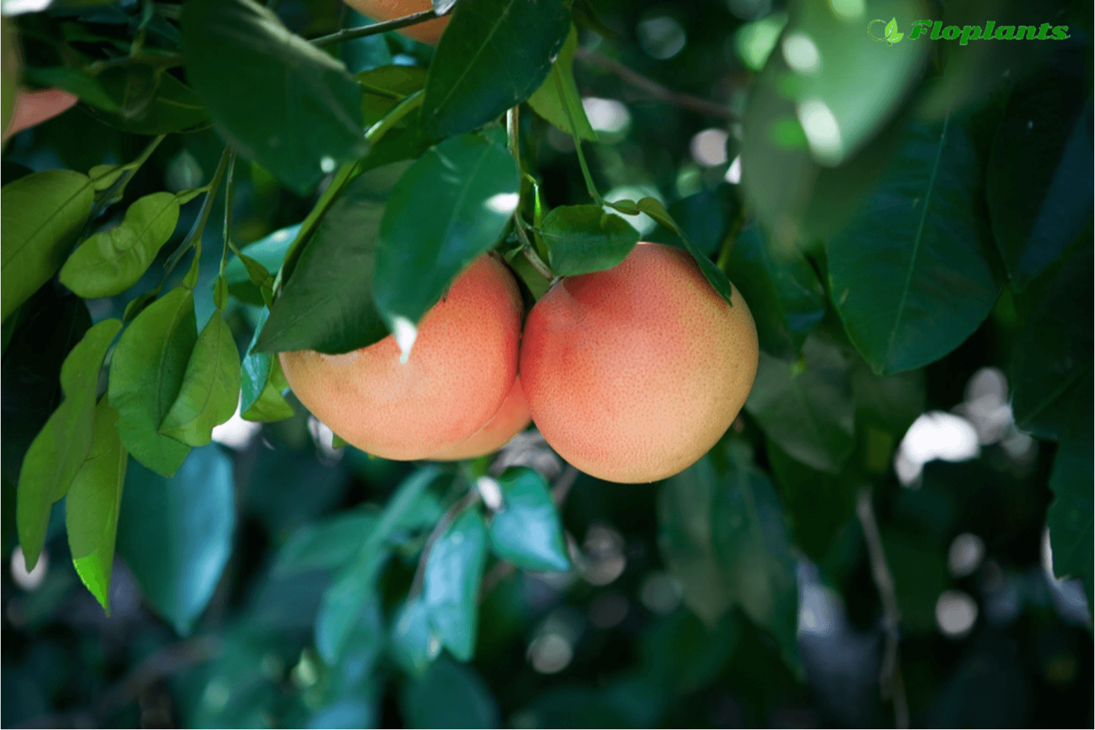 Как растет грейпфрут в природе фото