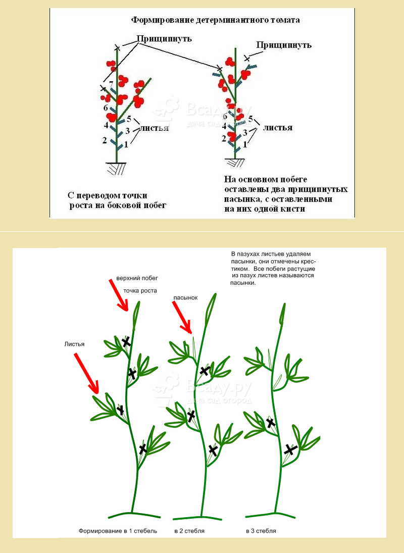 Схема пасынкования помидор в открытом грунте