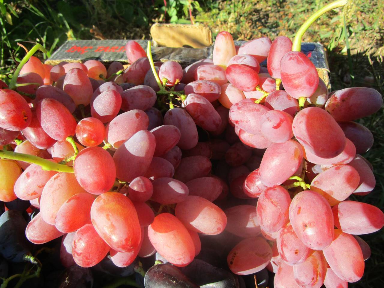 Виноград "гелиос": описание сорта, фото, отзывы