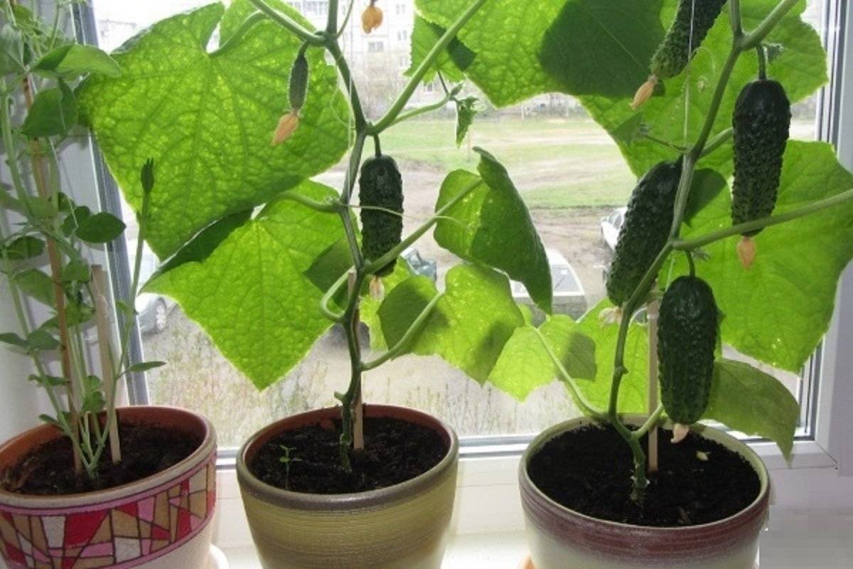 Комнатные огурцы: выращивание зимой на подоконнике или балконе