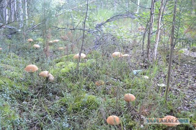 Популярные грибы в костроме