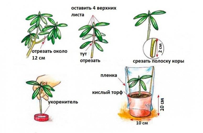 Сроки и правила посадки рододендрона в открытый грунт, уход в последующем