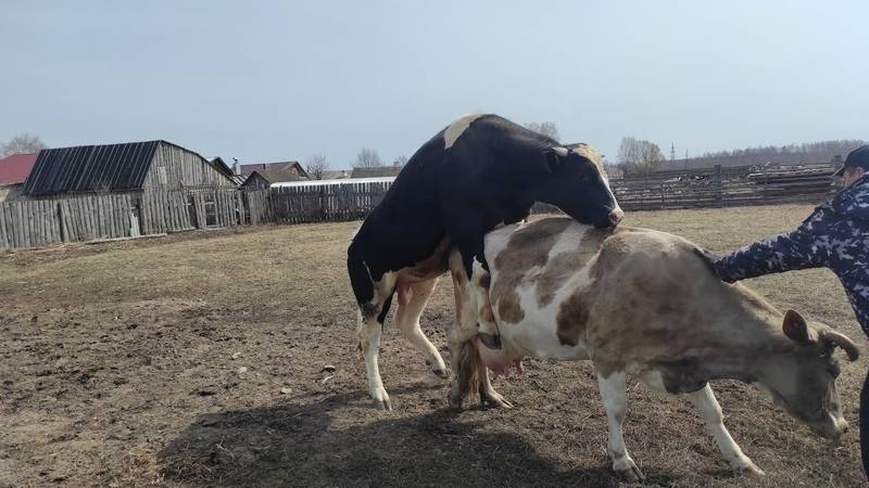 Спаривание (случка) коров и быков: фото и видео