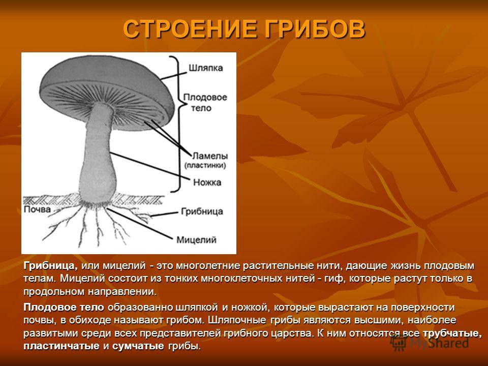Каковы особенности строения тела гриба. Строение грибницы мицелия. Грибы мицелий строение гриба. Строение гриба мицелий мицелий. Строение гриба нити.