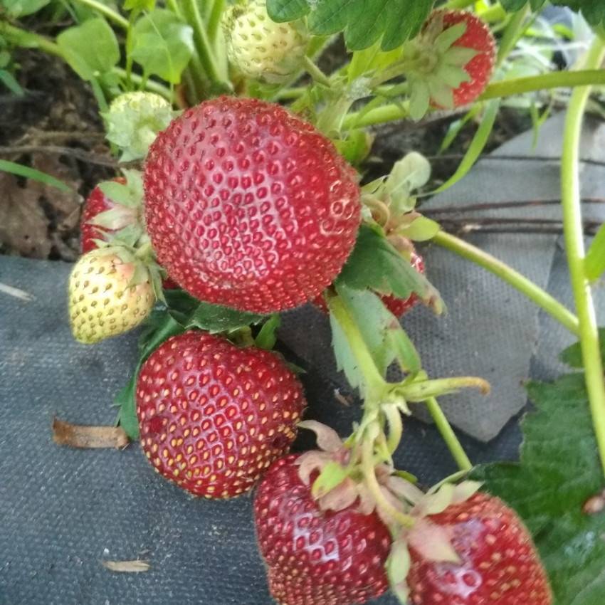 Описание клубники сорта «женева» — ягоды с великолепным ароматом и высокой урожайностью