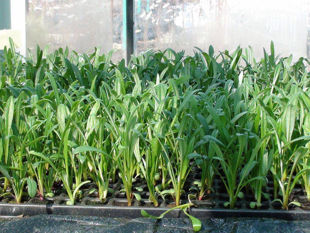 Гацания — выращивание из семян, когда и как сеять, когда сажать в открытый грунт