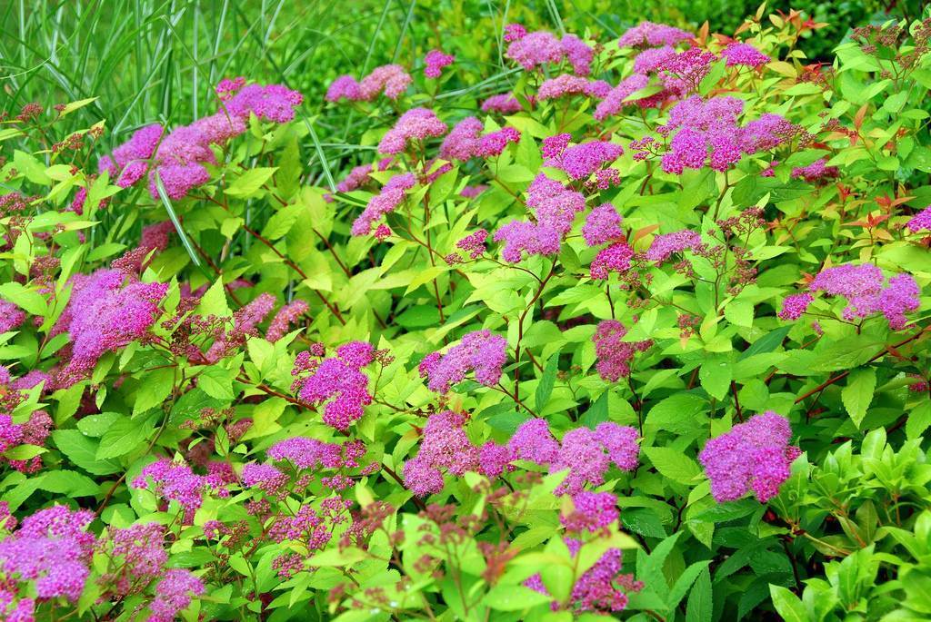 Спирея японская — разноцветный кустарник для вашего сада. посадка, уход, размножение. фото — ботаничка.ru