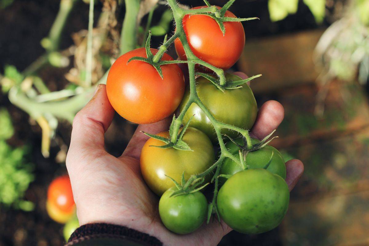Как и где дозаривать зеленые помидоры, как ускорить и замедлить созревание