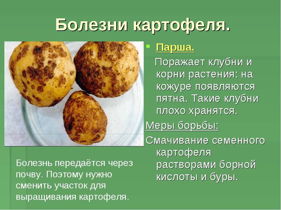 Парша на картофеле фото и как бороться