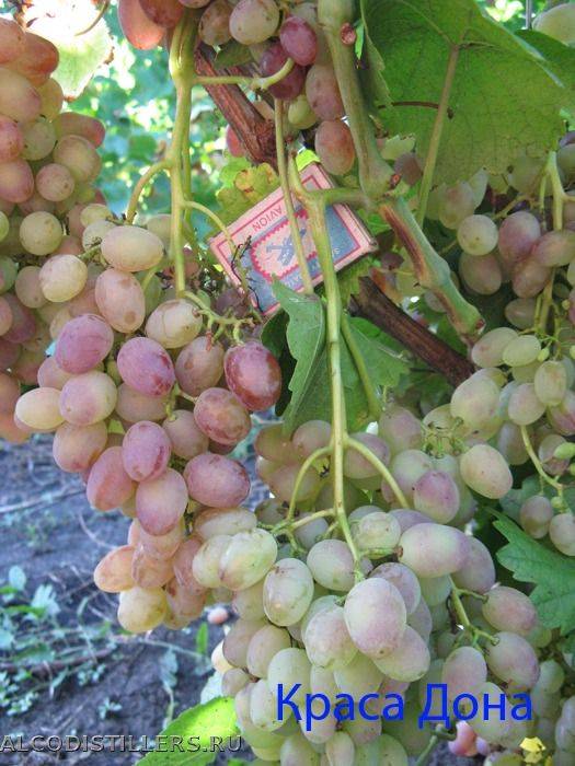 Подробное описание лучших сортов винограда, которые были выведены красохиной с.и.