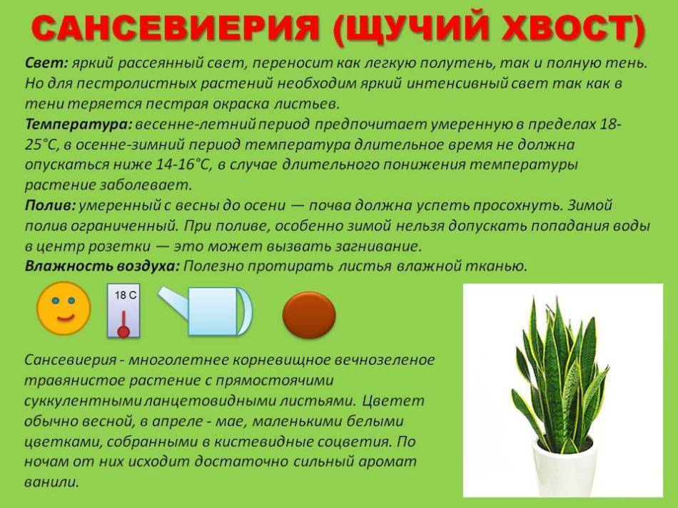 Сансевиерия цилиндрическая — самое простое в уходе комнатное растение