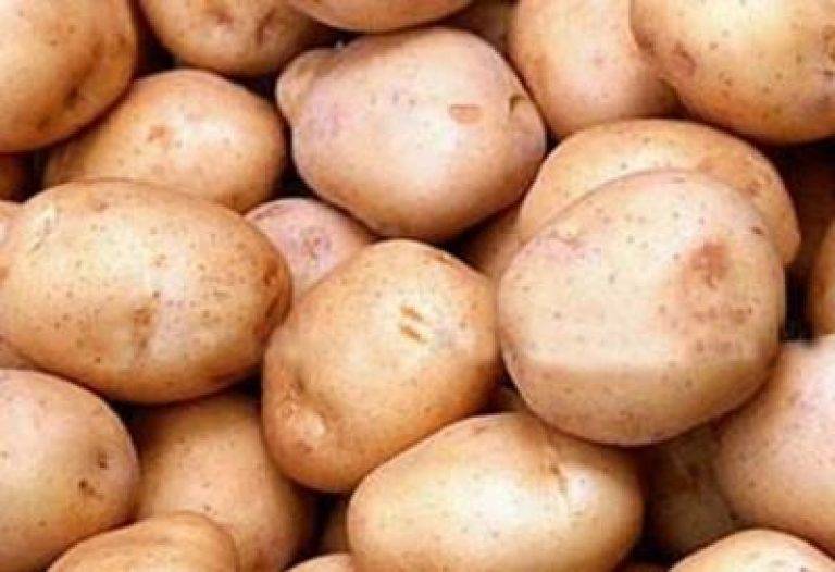 Картофель гала